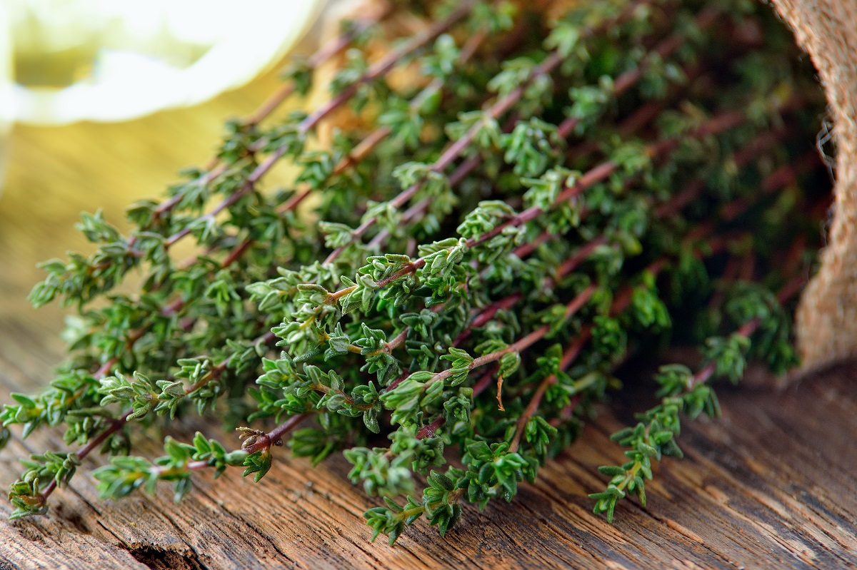 livingston seeds herbs